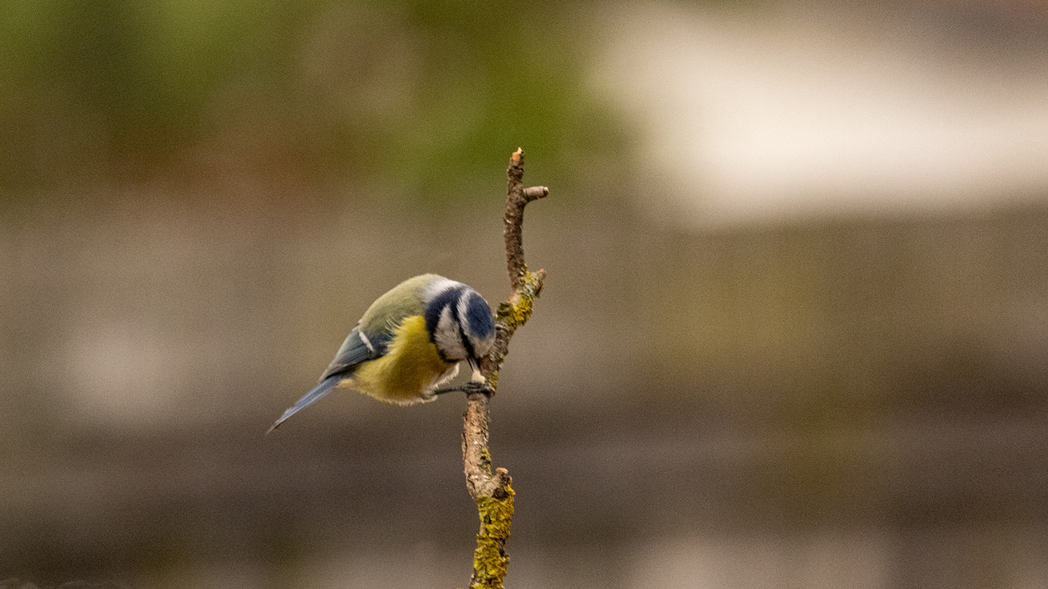 Eurasian Blue Tit — Ana fotoğraf